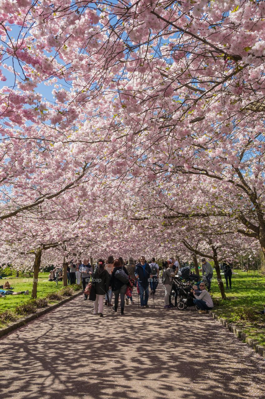 Pink park