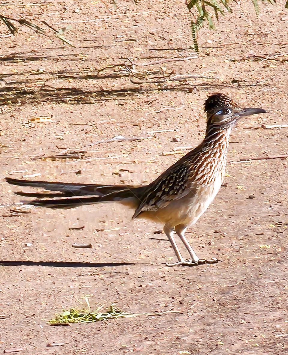 A Roadrunner pauses on a dirt path after having consumed a small lizard for breakfast