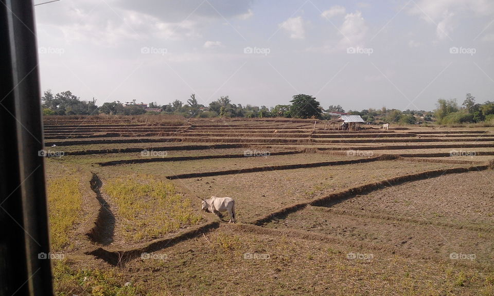 field with cow