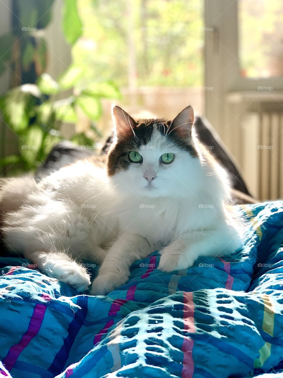 Cat chilling at home in a sunny day on a blue blanket