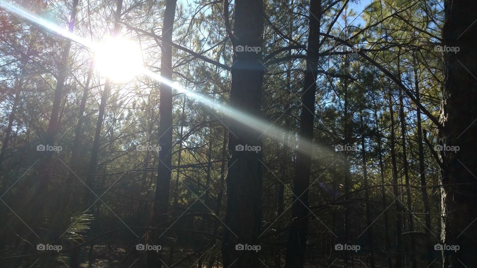 Wood, Tree, Fog, Landscape, Dawn