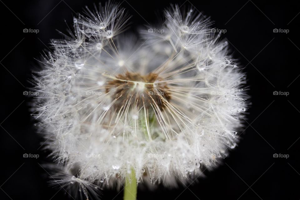 Dried dandelion with water drops