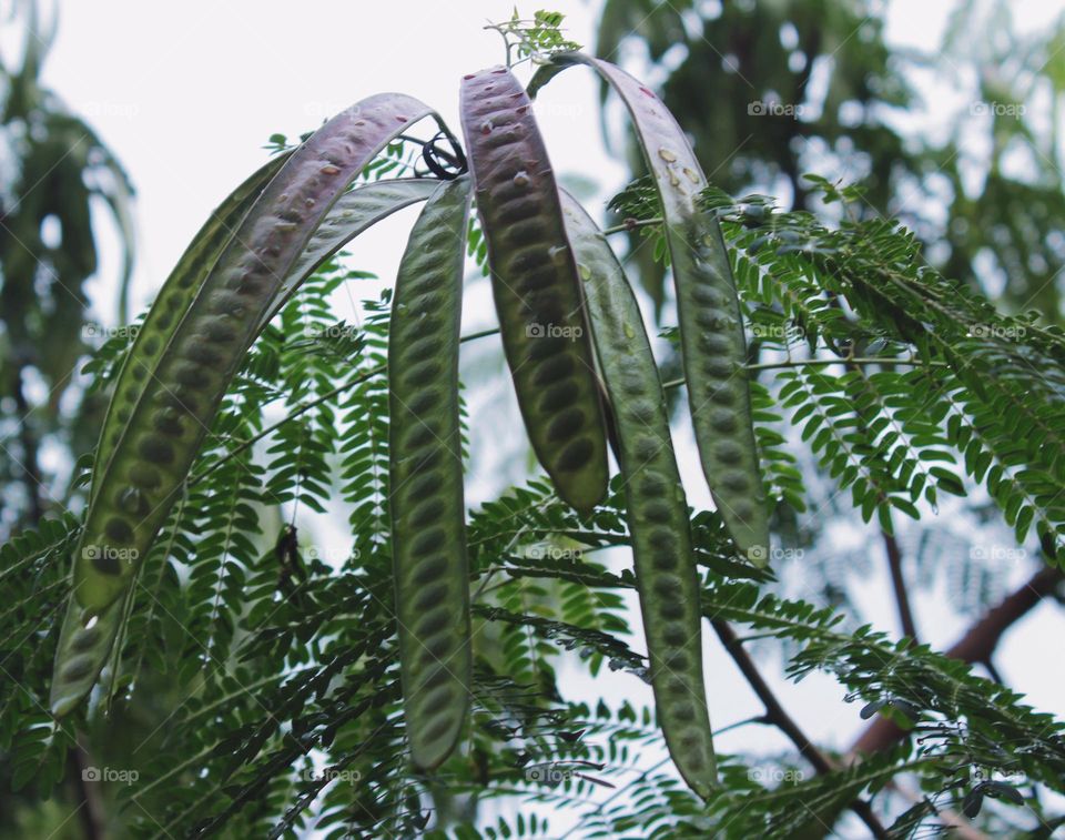 the fruit of the lamtoro tree is like petai and the taste is also similar to that of petai. lamtoro fruit can be used to mix stir-fry dishes