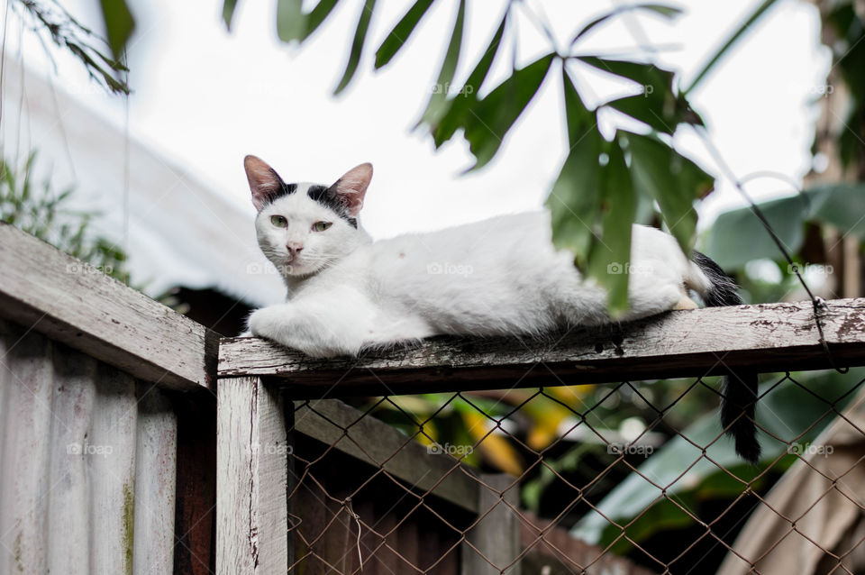 the cat on the fence