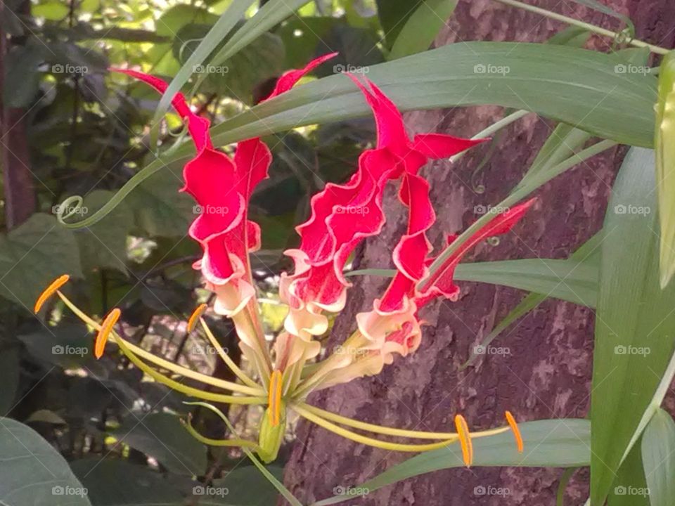 People call this flower a flutterous flower in Chhattishgarh but this flower is very beautiful to look