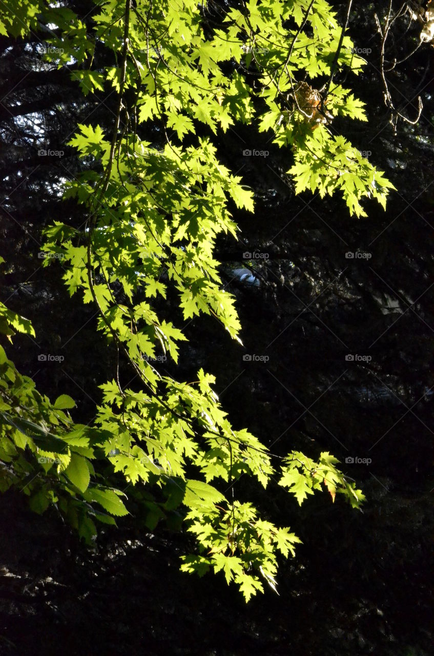 Maple in Sunlight