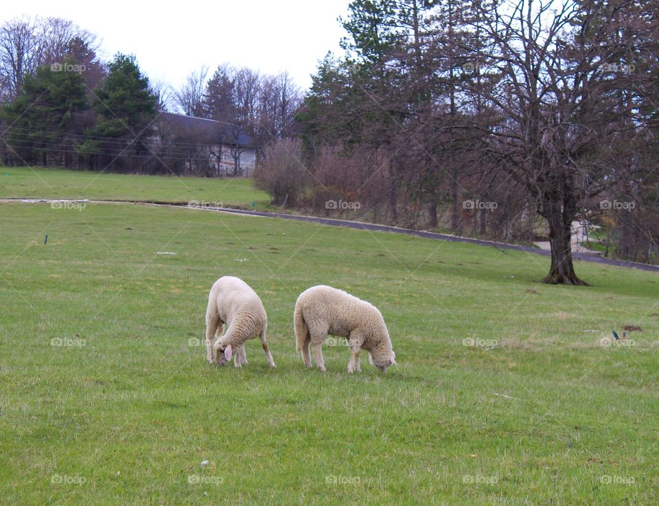 Spring landscape.  Two white lambs are grazing on the grass in the meadow .