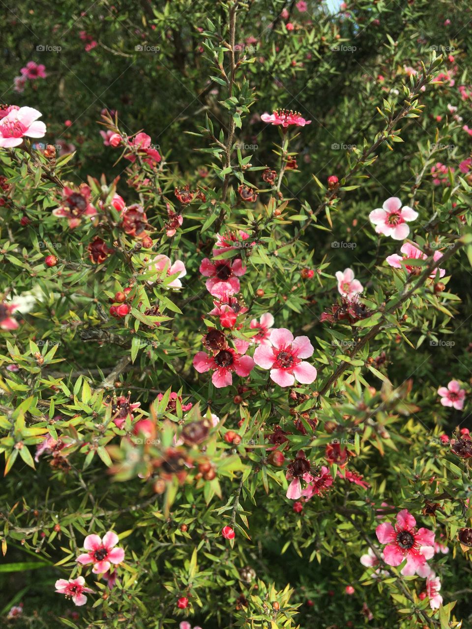 Winter blooming bush