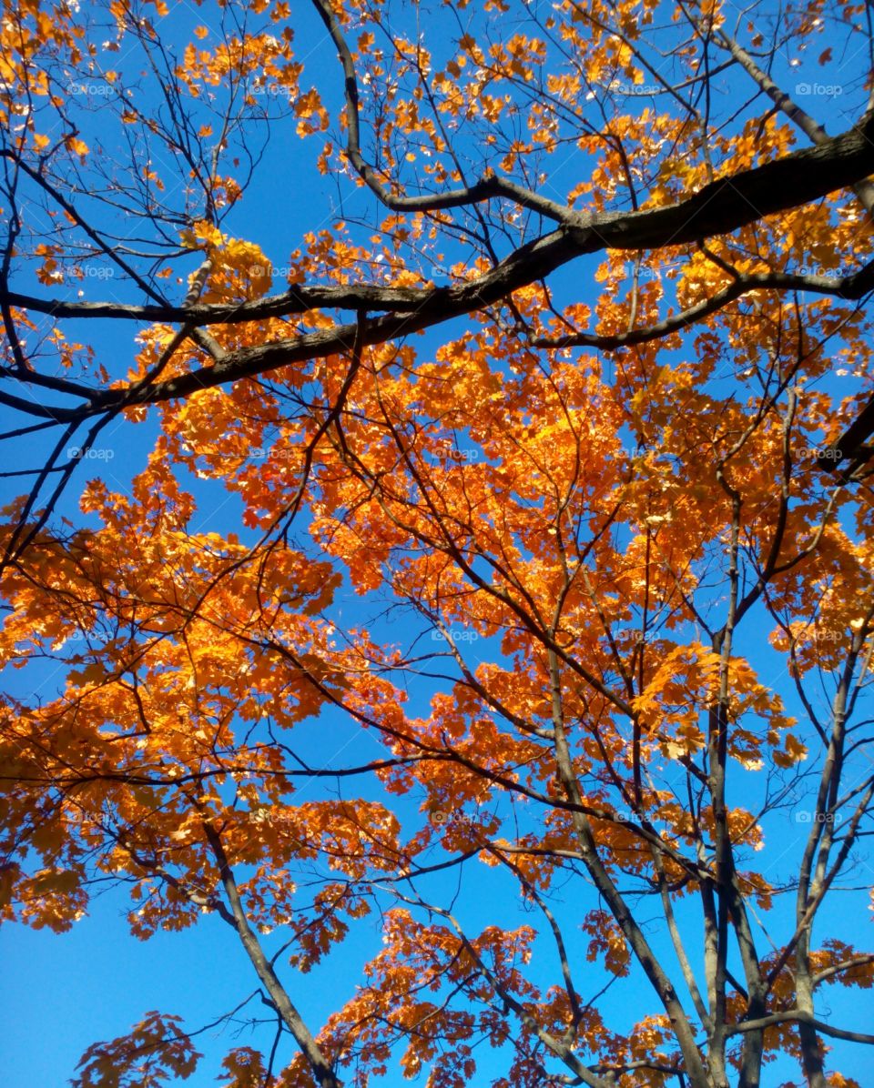 Tree, Branch, Fall, Season, Leaf