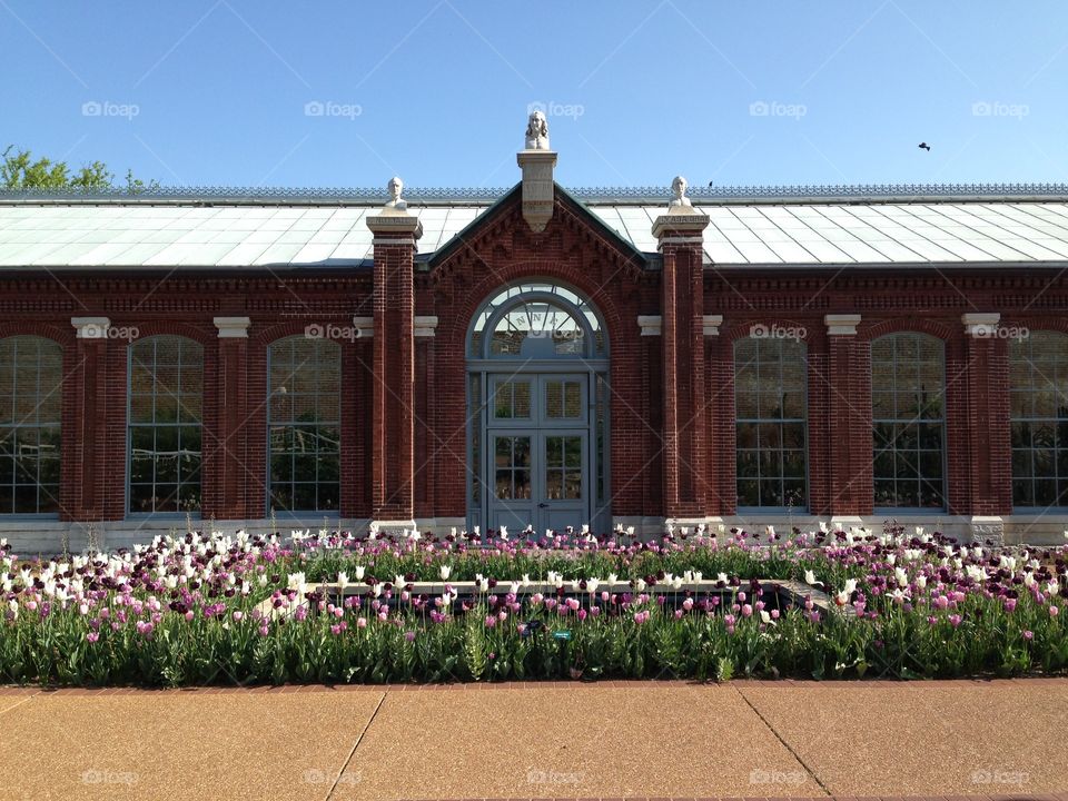 Linnean House and tulips at Missouri Botanical Garden 