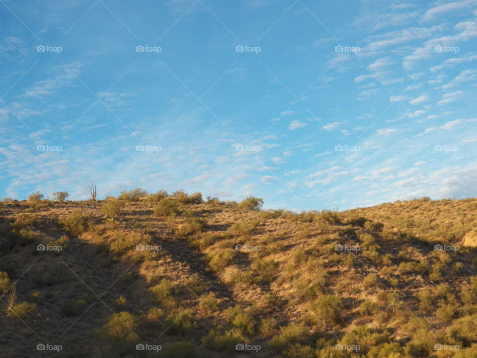 cacti on a mountain of Arizona