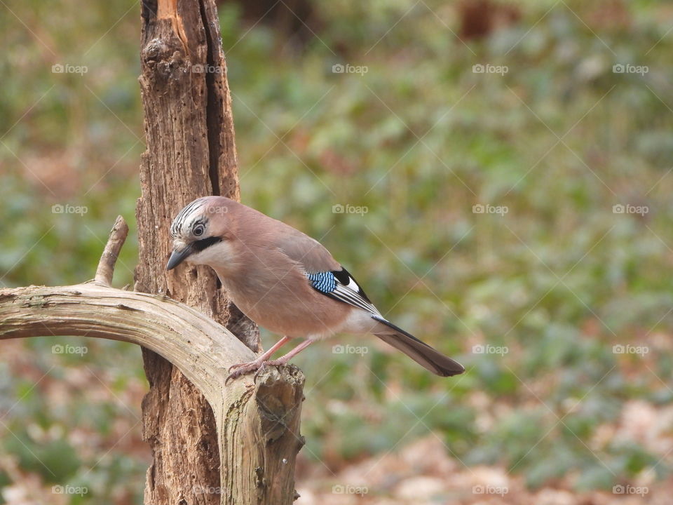 A Jay on a branch 