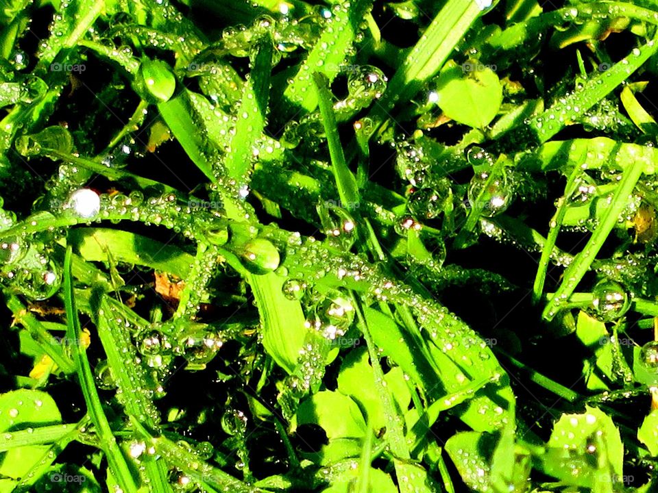 Morning dew on grass