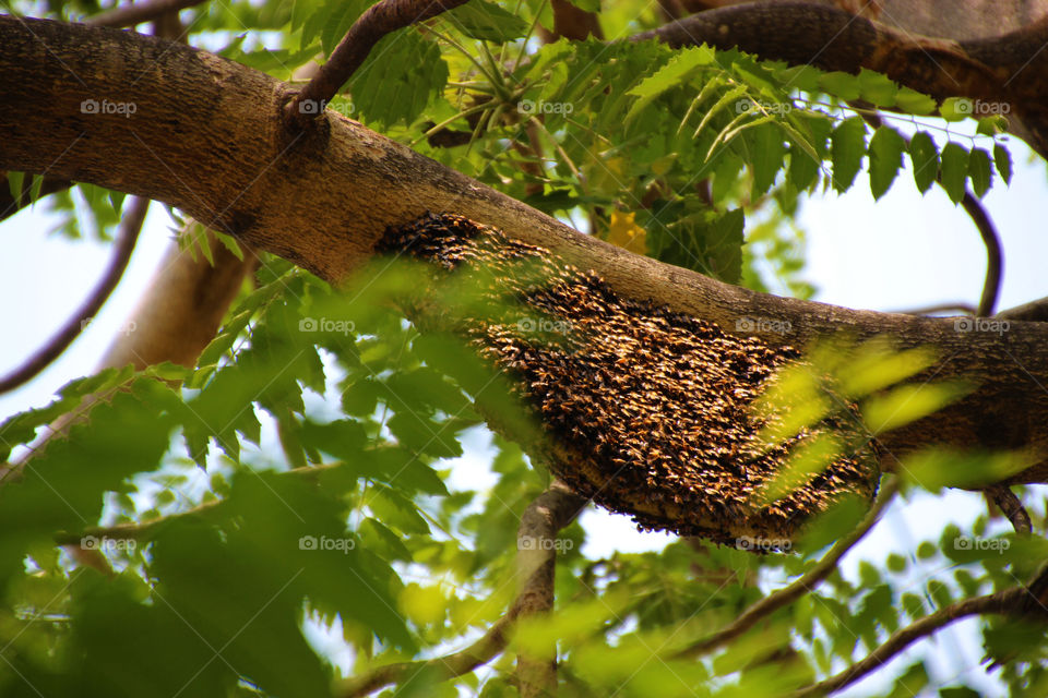 Honey hive in trees, forster, honey bees
