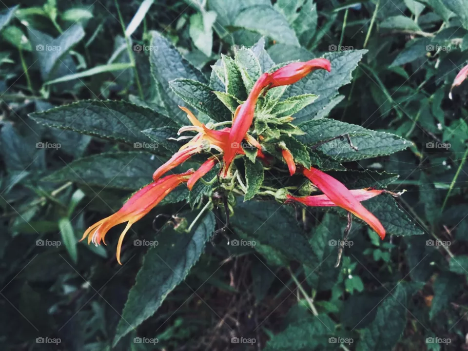 Flores 