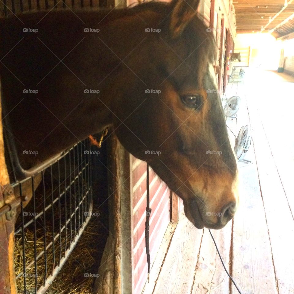 Jude in his stall today 