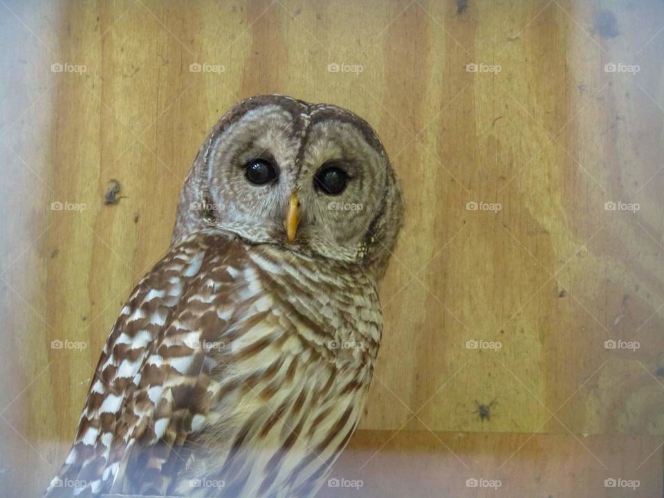 The Big Barred Owl