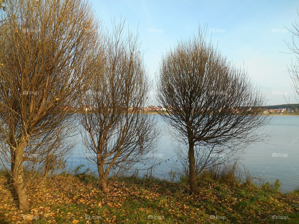 Tree, No Person, Fall, Landscape, Nature