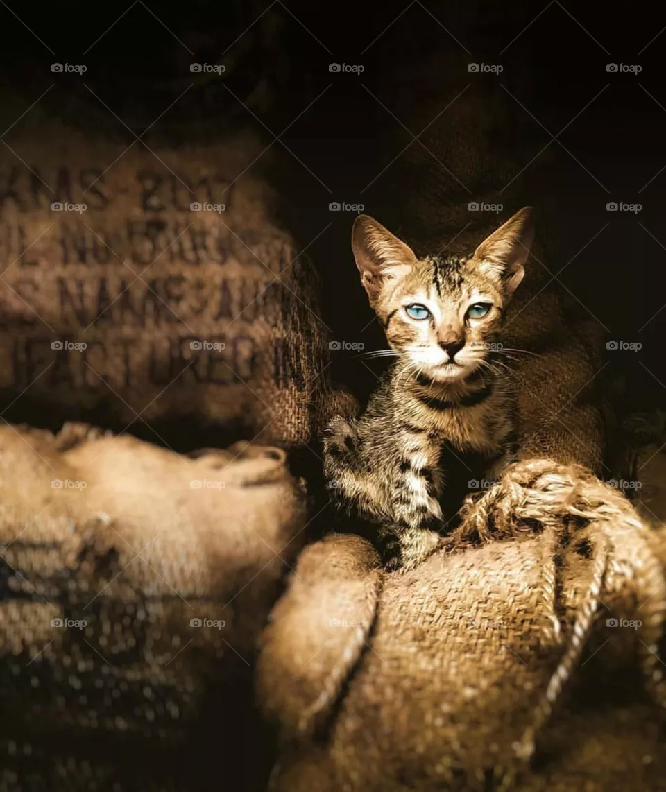 CAT from SACKS 🐈