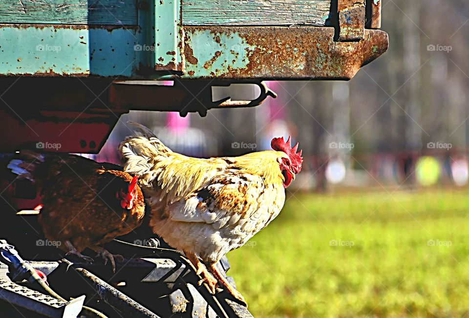Aves Galos Carroceria