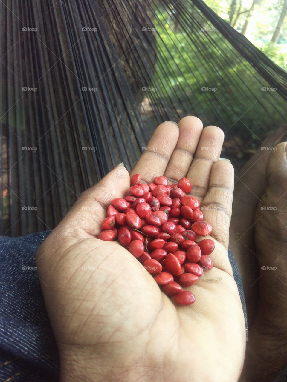 Mangadi Seeds