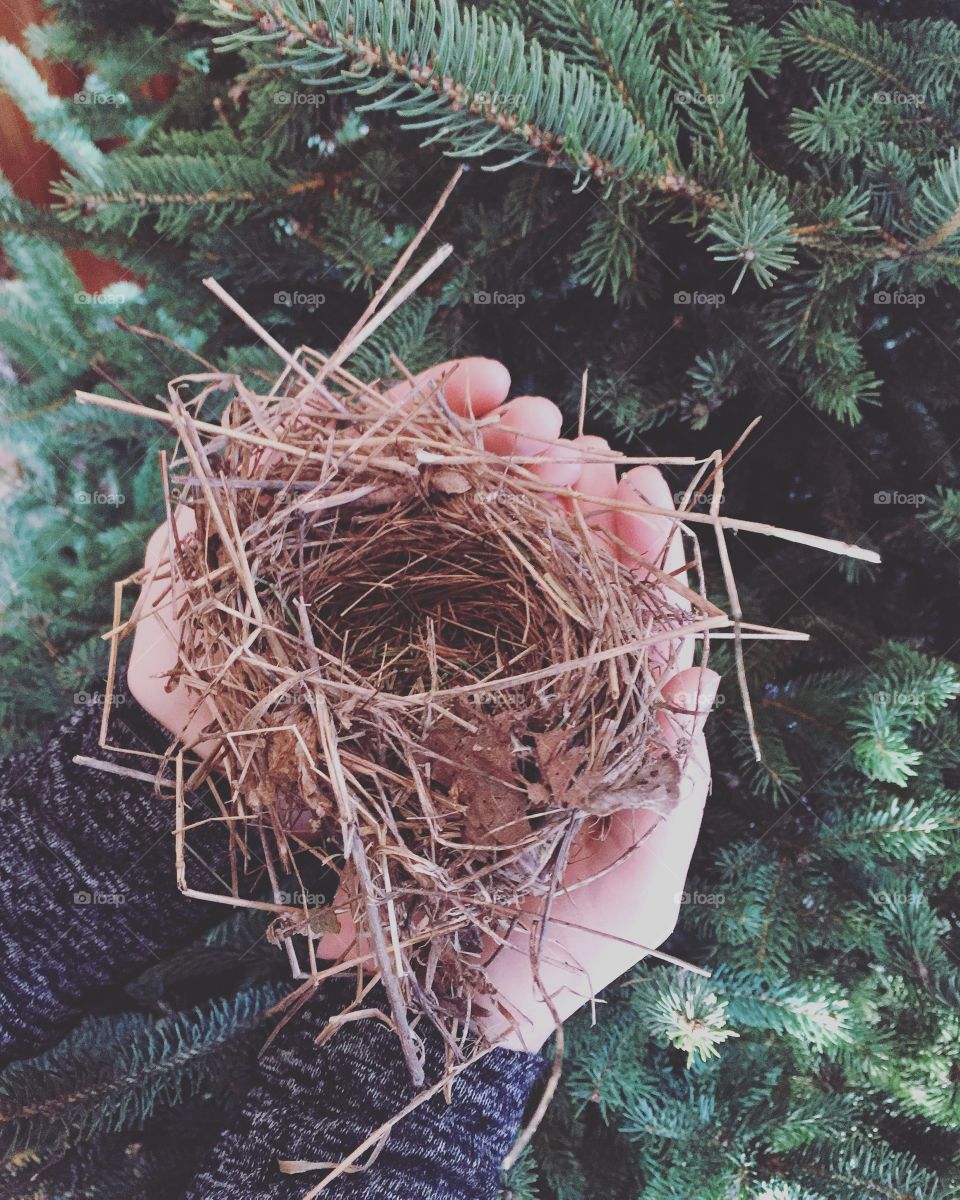 A person holding bird nest