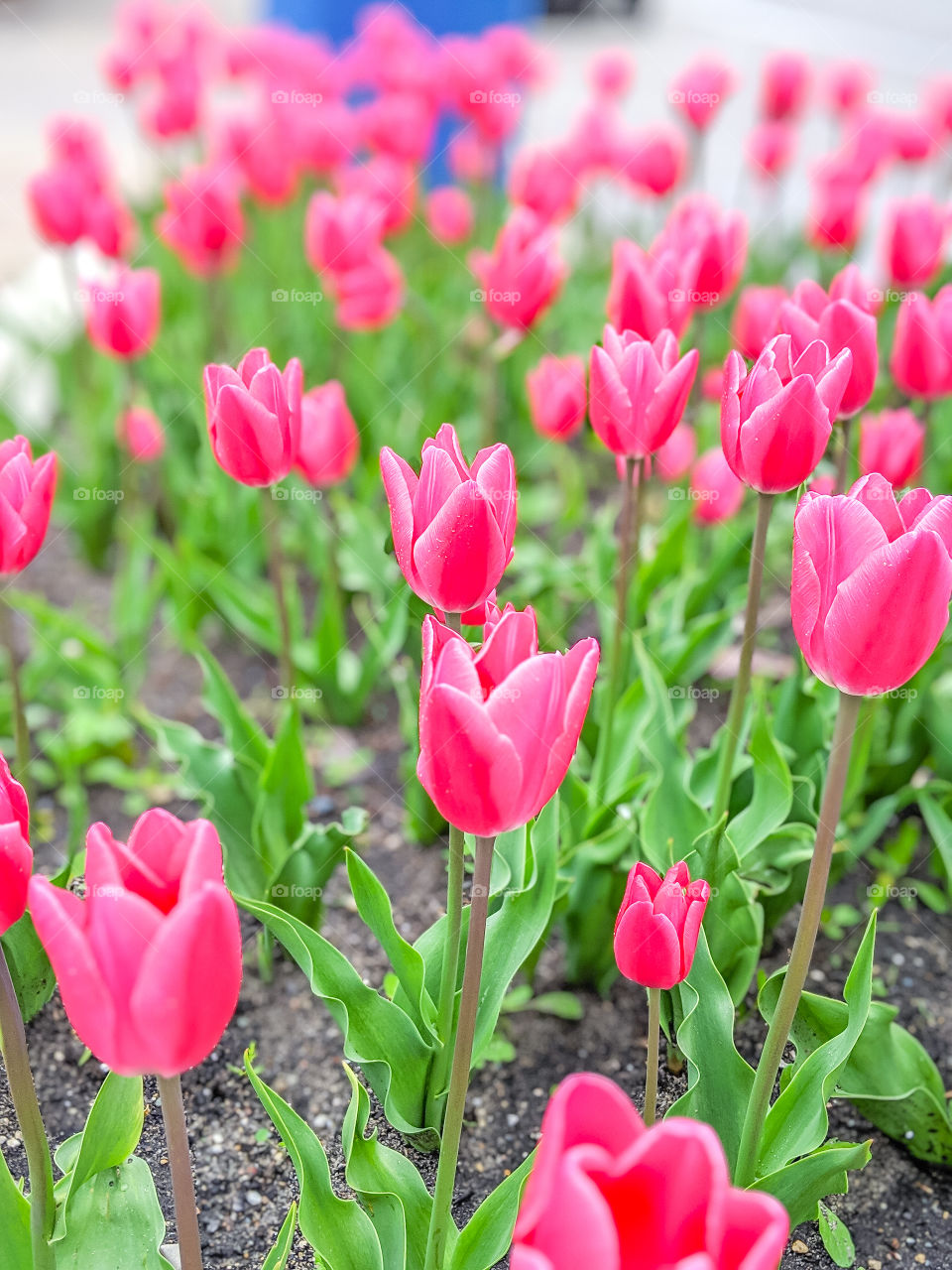 Vibrant and Bright Hot Pink Tulips
