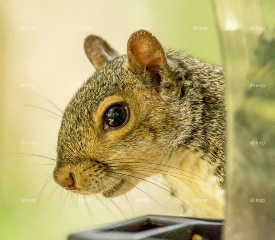 Squirrel Face Closeup