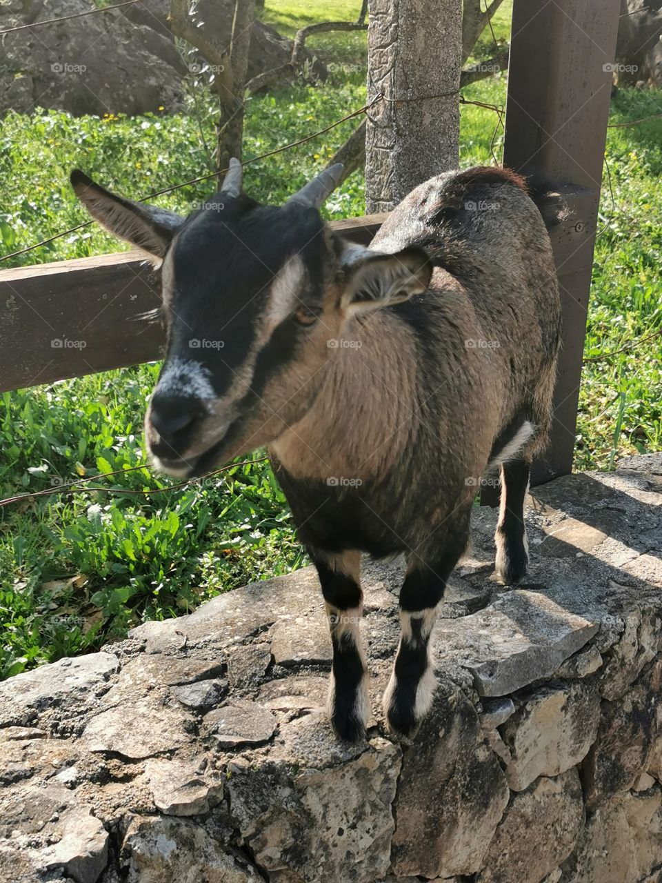 Goat is enjoying sunny day