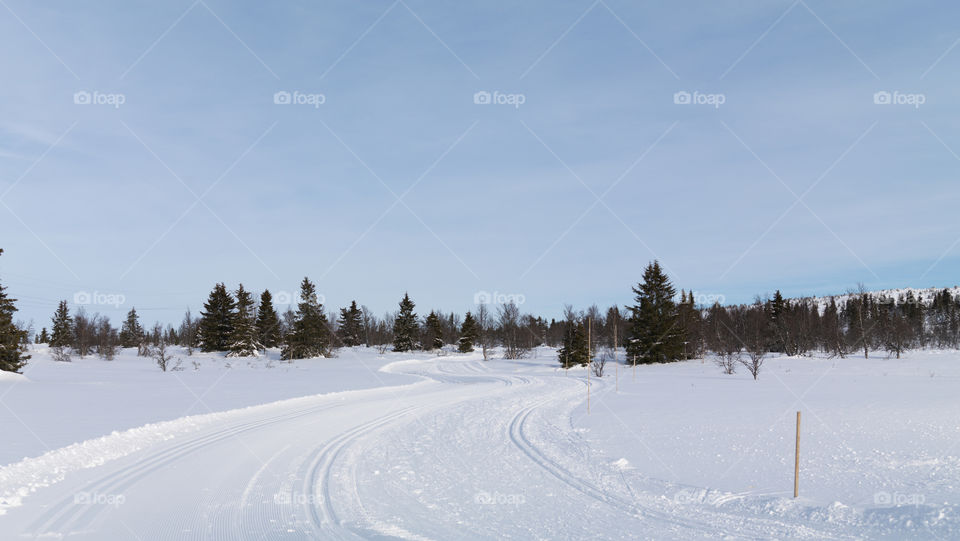 Skiing Trails