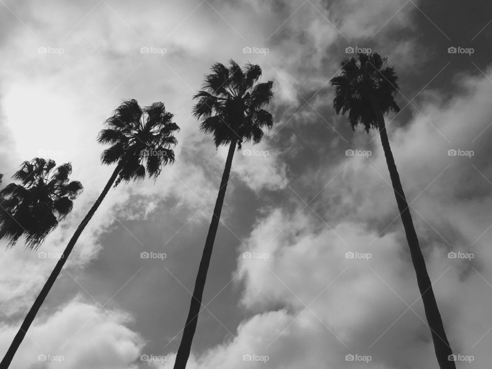 black and white palm trees