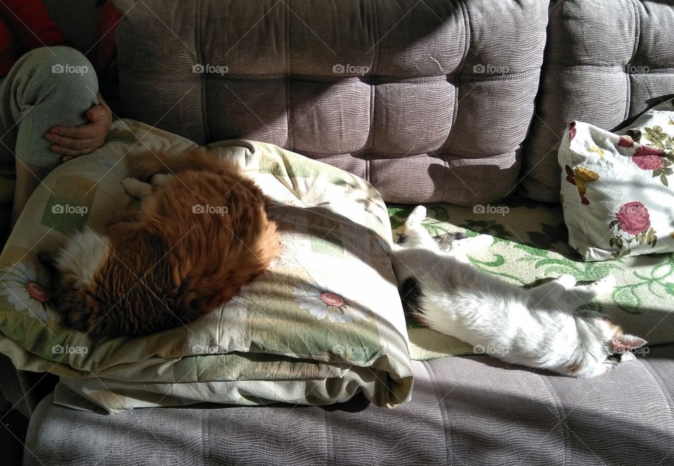 two cats pet sleeping home on a sofa in the sunlight in the room and person