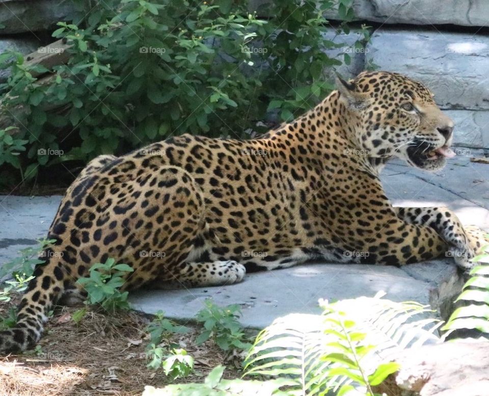Relaxing leopard 