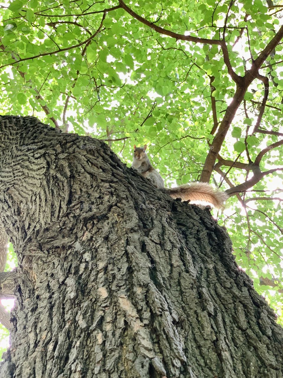 Squirrel climbing on the tree