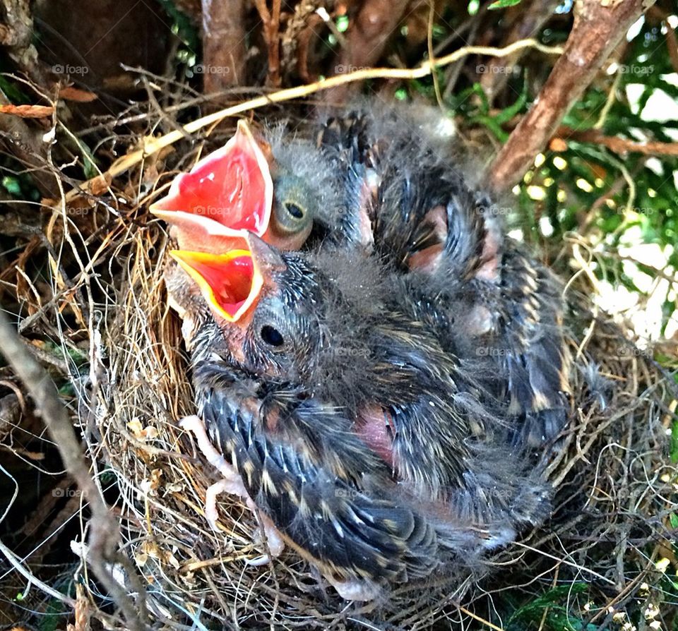 Finch babies