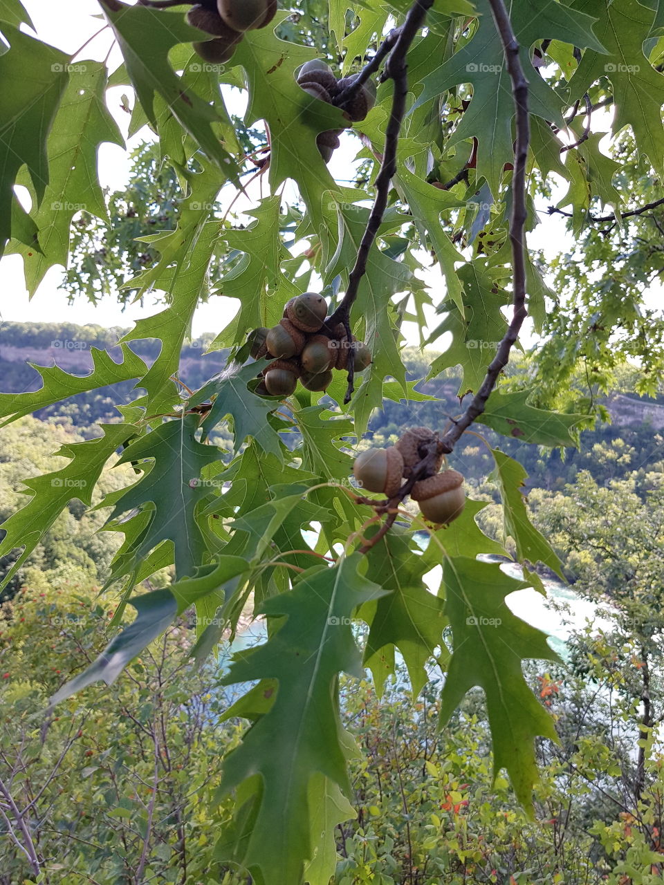 Acorns on a branch