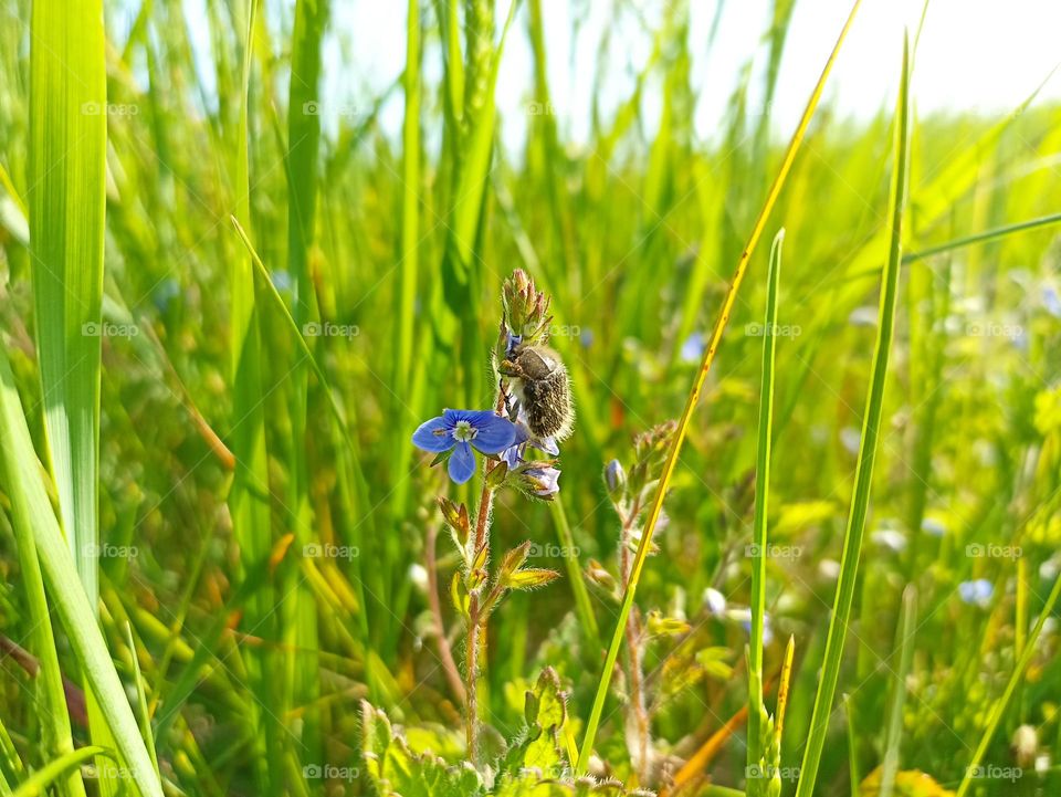 Veronica chamaedrys, the germander speedwell, bird's-eye speedwell, or cat's eyes