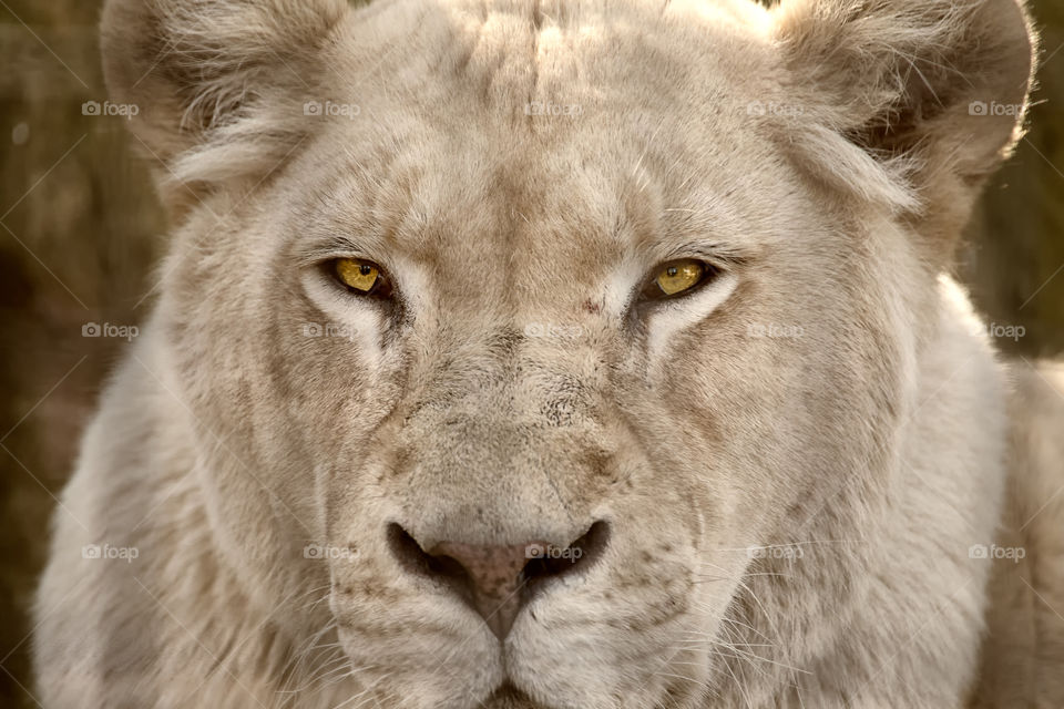 Portrait of a lioness 