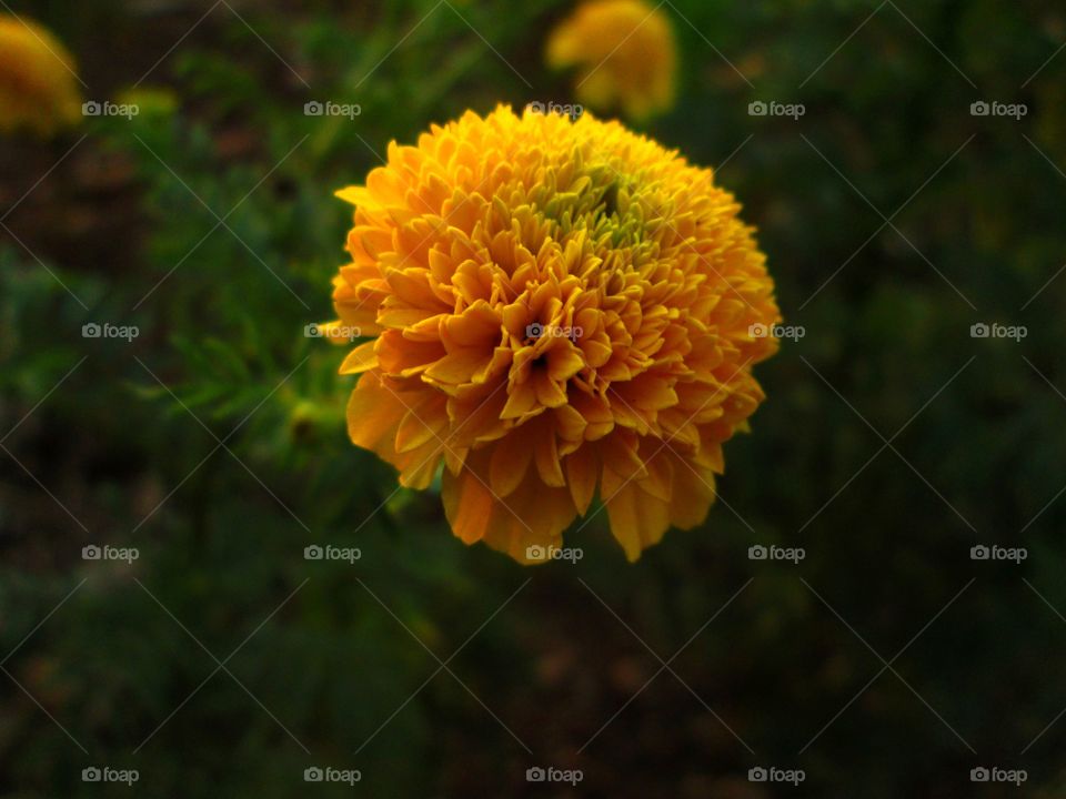 yellow. yellow wild flower
