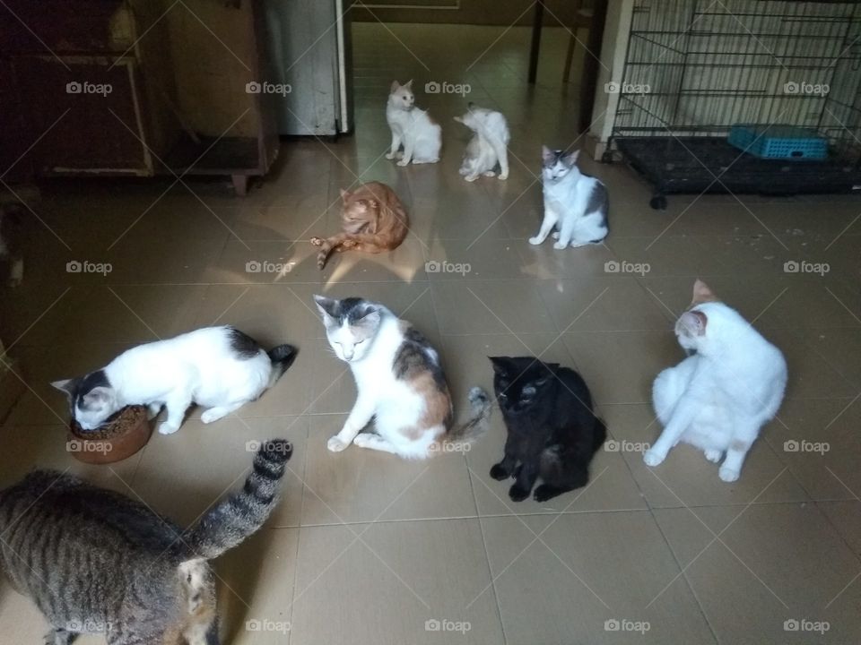 cats queing for food
