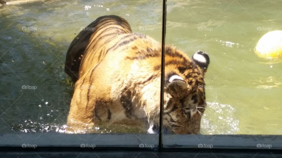 Bengal behind the glass