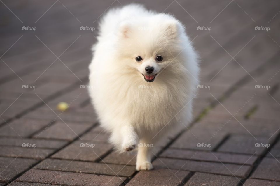Portrait of a white spitz dog