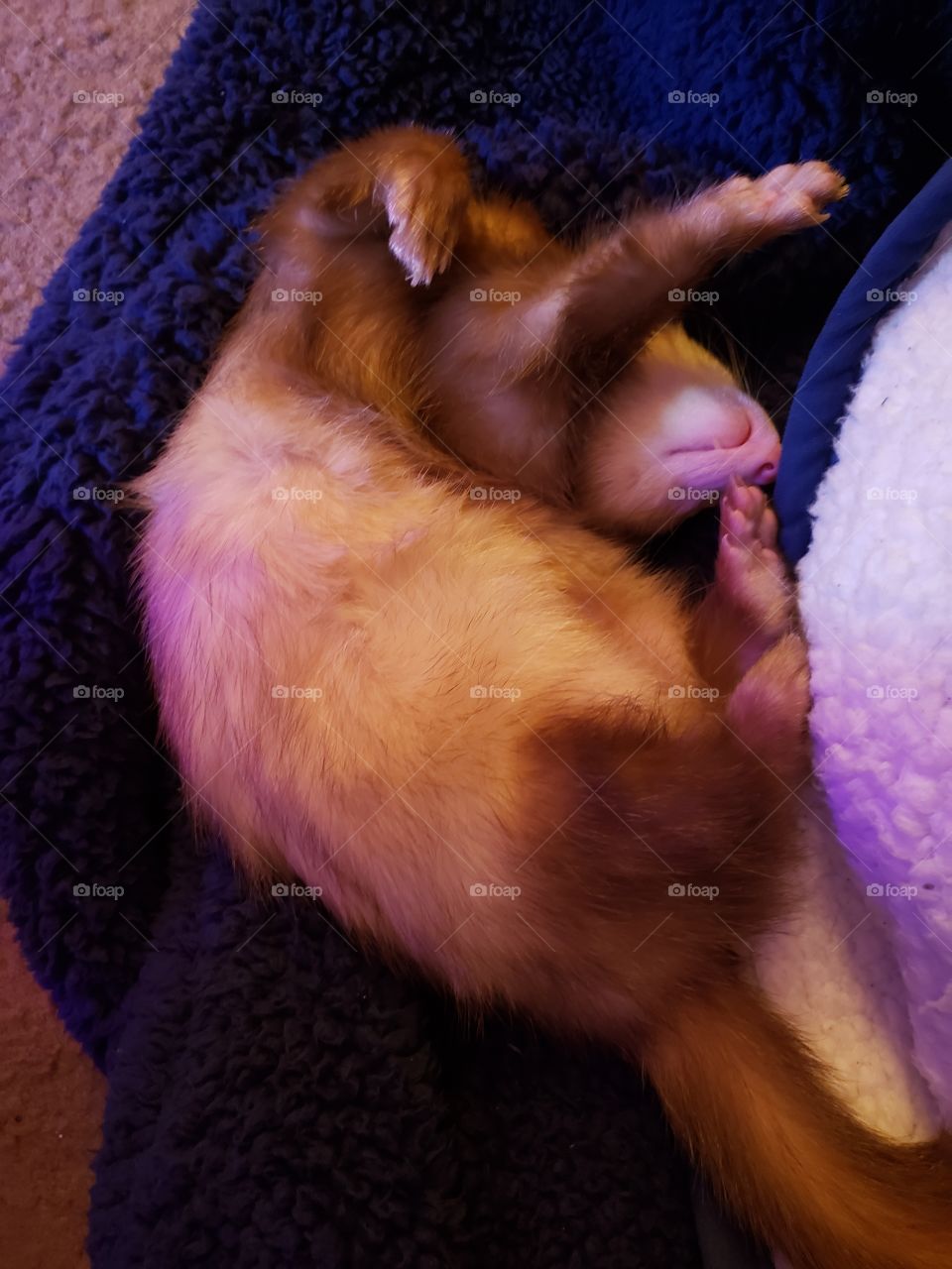 sleepy ferret boy