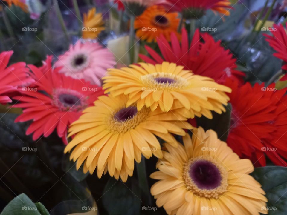 As Gérberas,  com sua variedade de cores e gordas representam a diversidade  da vida e a beleza única de cada momento