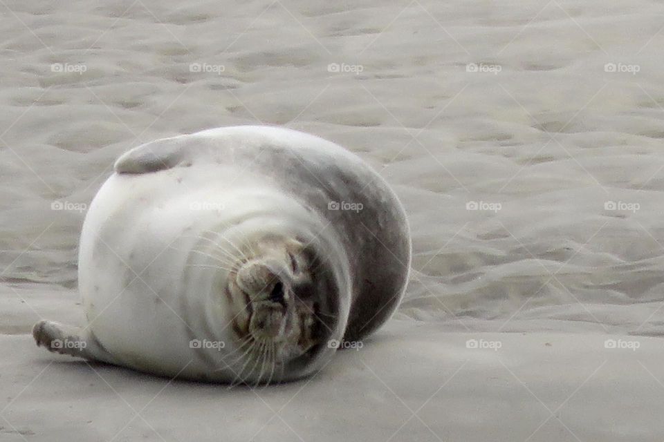 frolicking on the beach