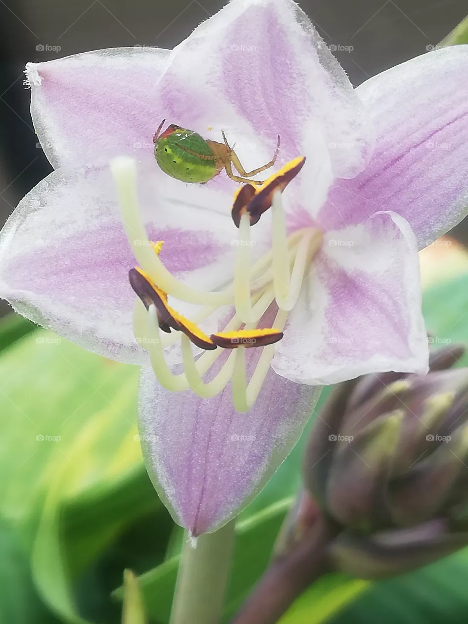 Blumen