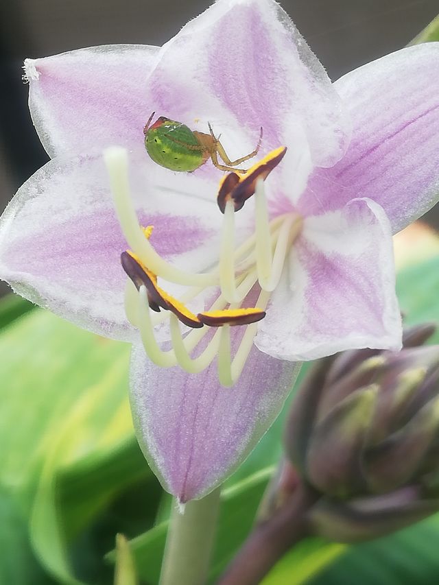 Blumen
