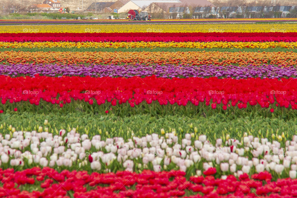 Tulips field. Netherlands 