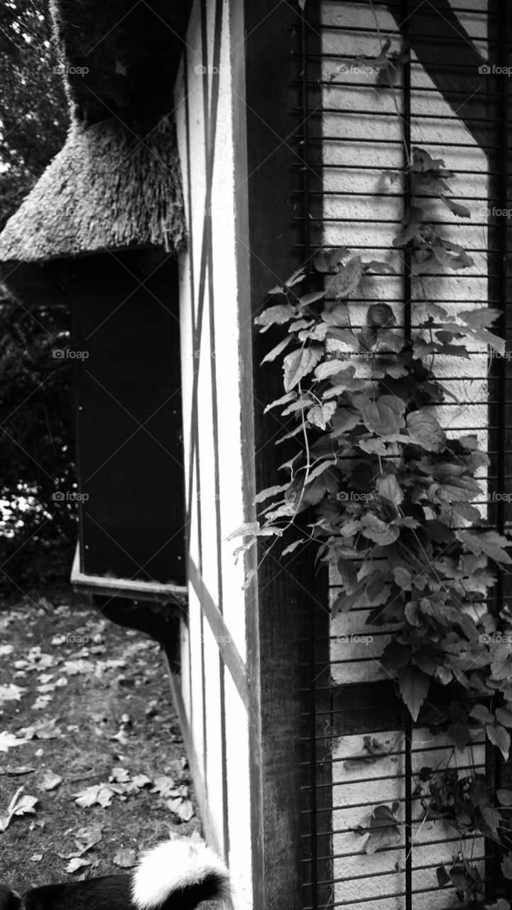 Nature in black and white