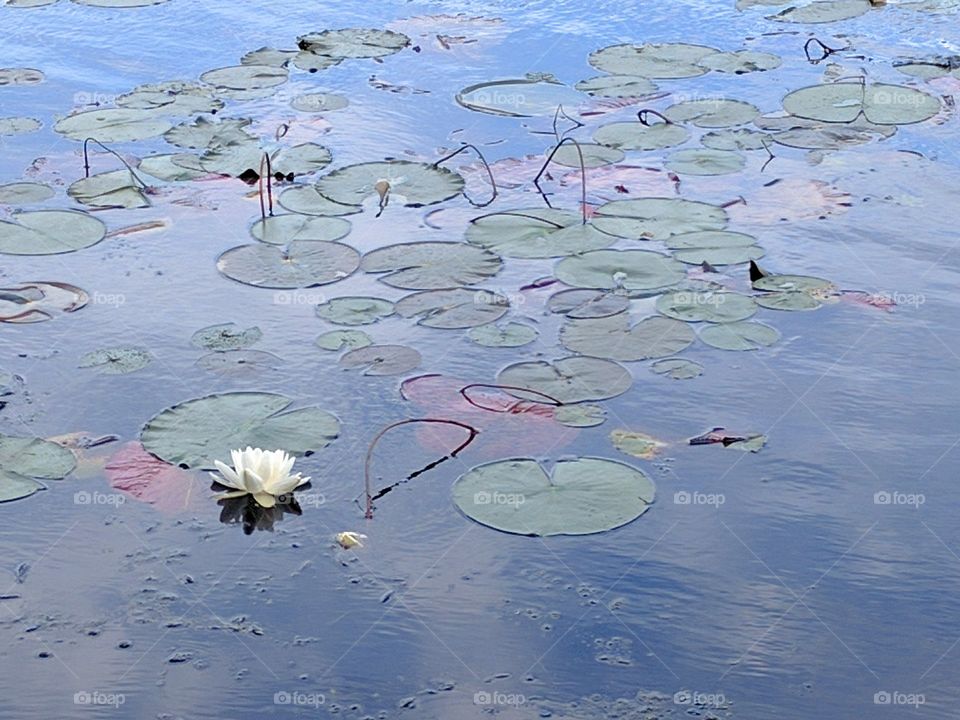 Frog Heaven